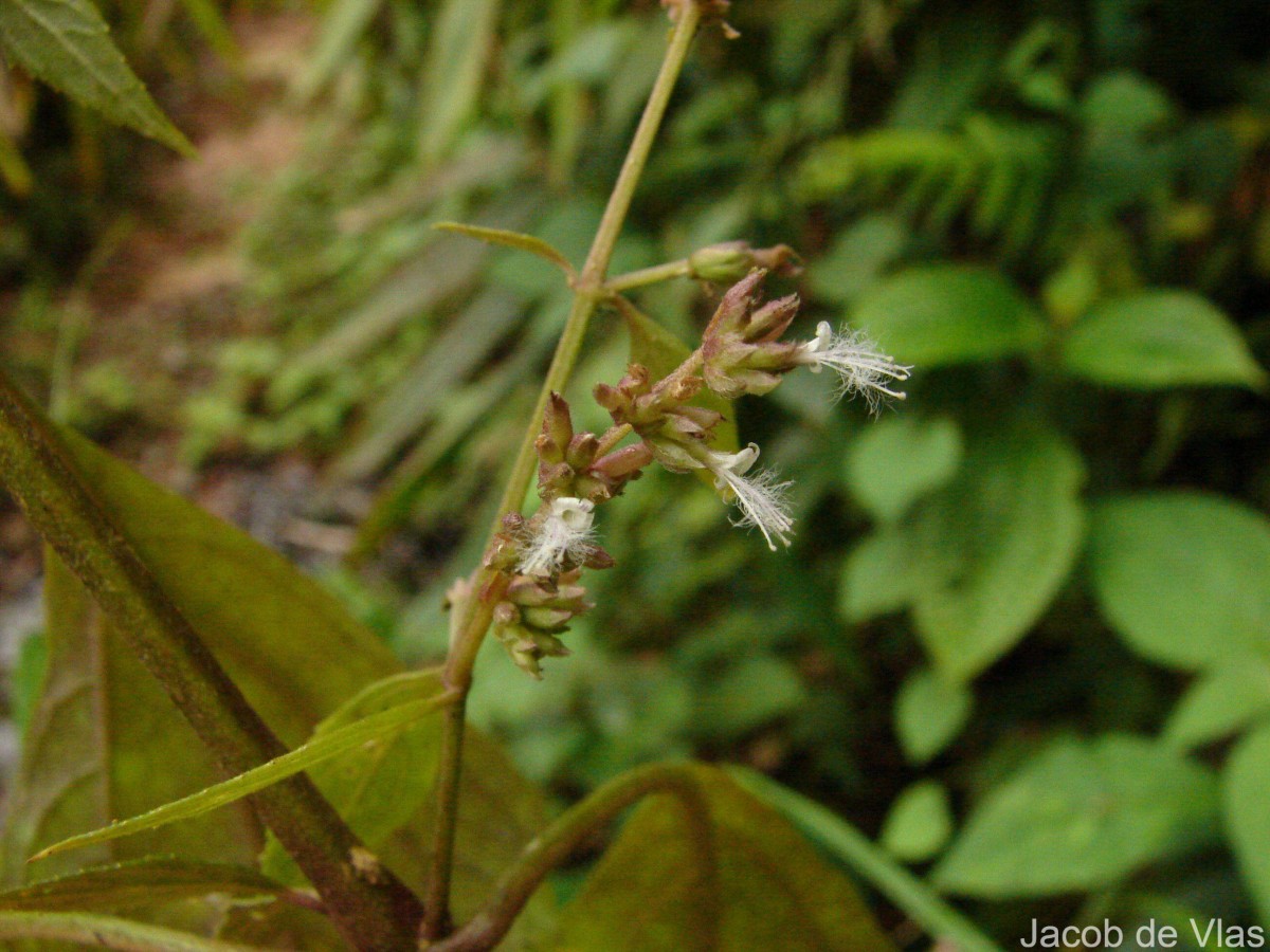 Pogostemon heyneanus Benth.